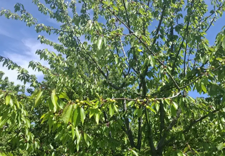 162 sot Torpaq Satılır, Quba