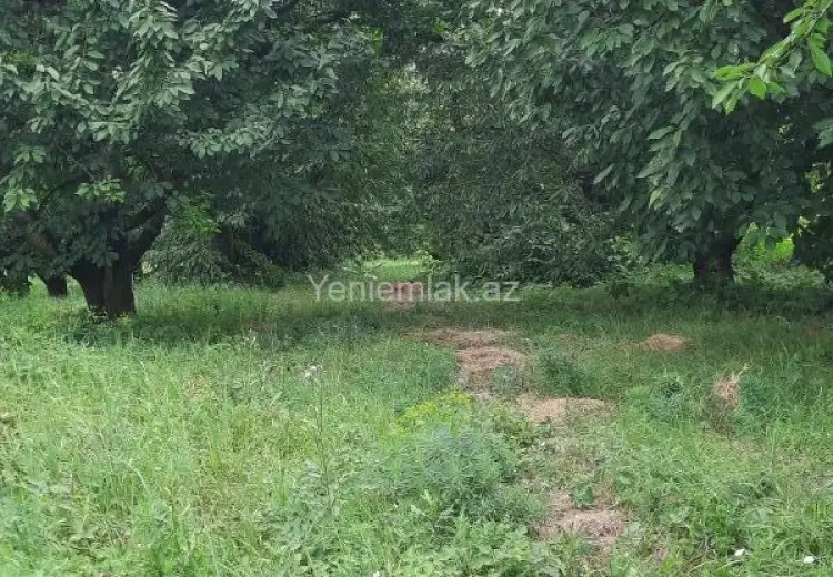 36 sot Torpaq Satılır, Quba