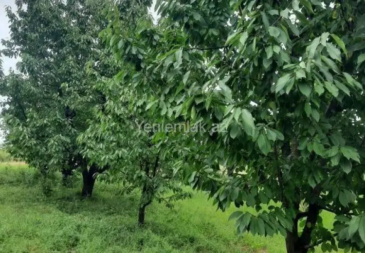36 sot Torpaq Satılır, Quba