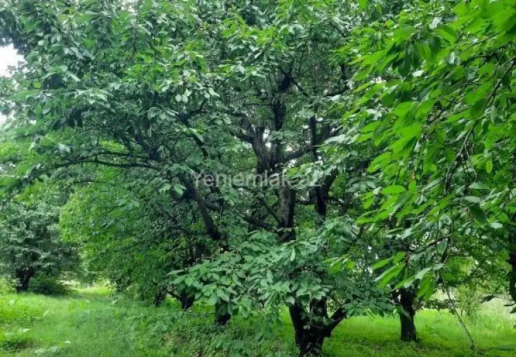 36 sot Torpaq Satılır, Quba