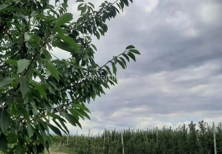 36 sot Torpaq Satılır, Quba