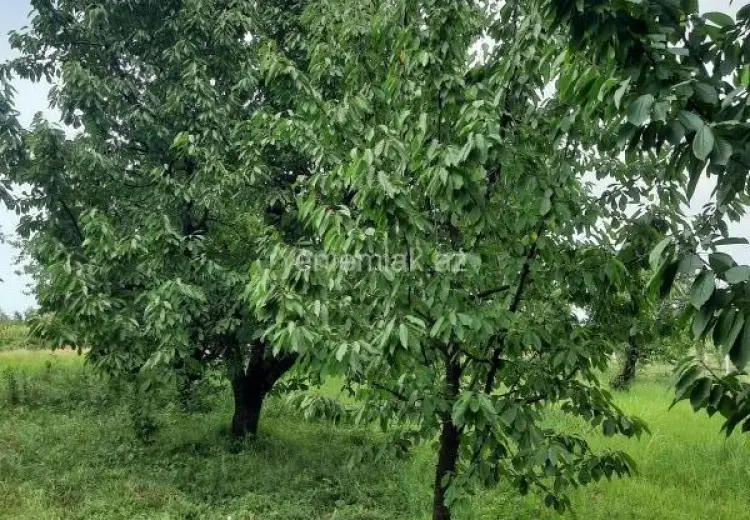 36 sot Torpaq Satılır, Quba
