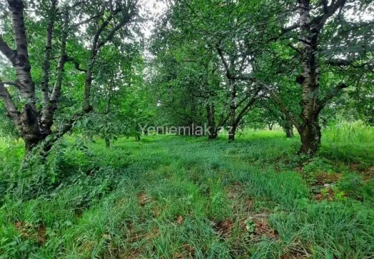 36 sot Torpaq Satılır, Quba