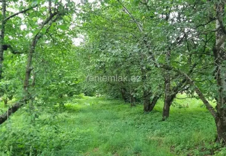 36 sot Torpaq Satılır, Quba
