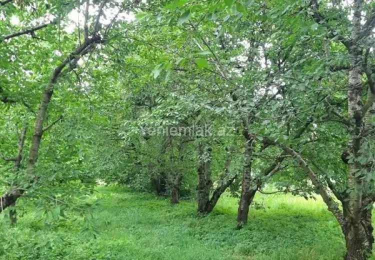 36 sot Torpaq Satılır, Quba