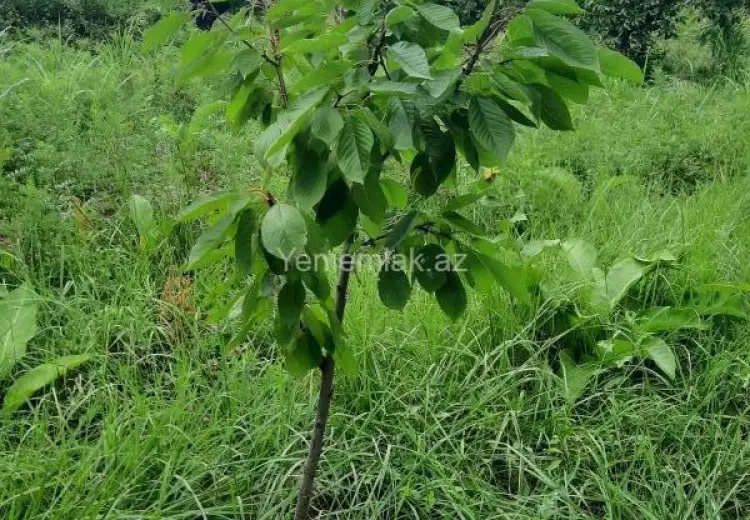 36 sot Torpaq Satılır, Quba