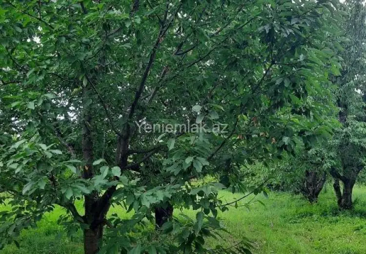 36 sot Torpaq Satılır, Quba