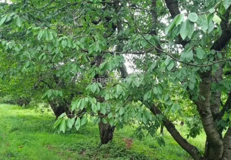 36 sot Torpaq Satılır, Quba