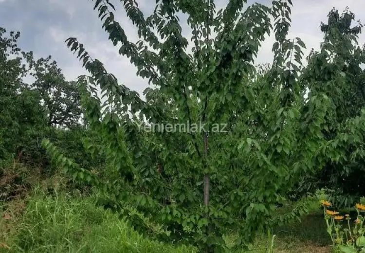 36 sot Torpaq Satılır, Quba
