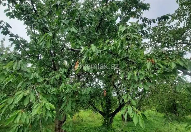 36 sot Torpaq Satılır, Quba