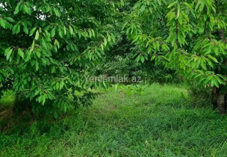 36 sot Torpaq Satılır, Quba