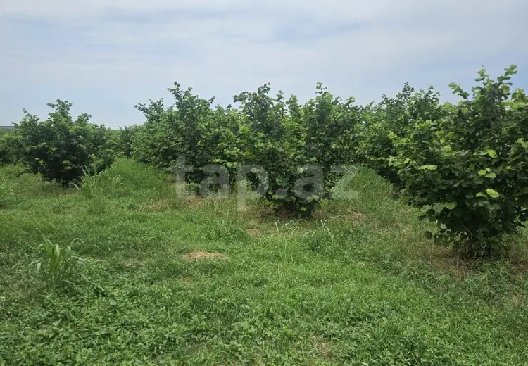 0 m² Obyekt / Ofis , Xaçmaz
