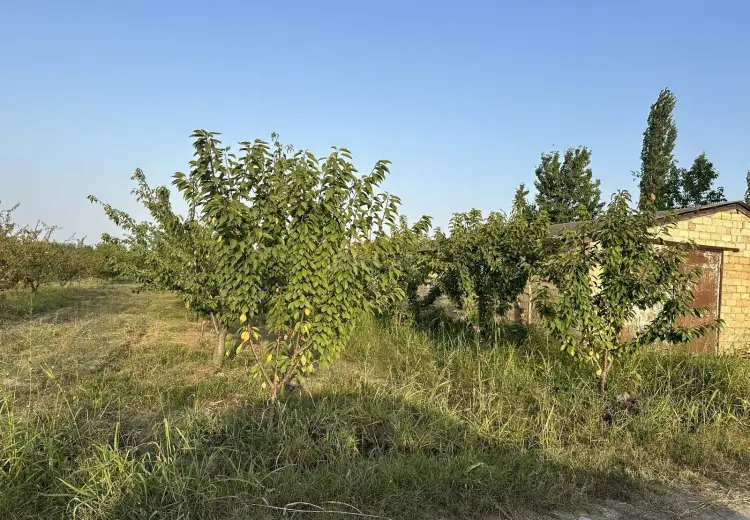 200 sot Torpaq Satılır, Xaçmaz