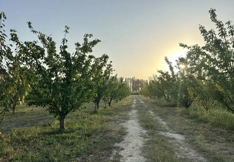 200 sot Torpaq Satılır, Xaçmaz