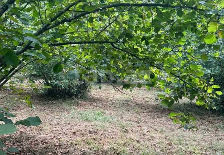 0 m² Obyekt / Ofis , Oğuz