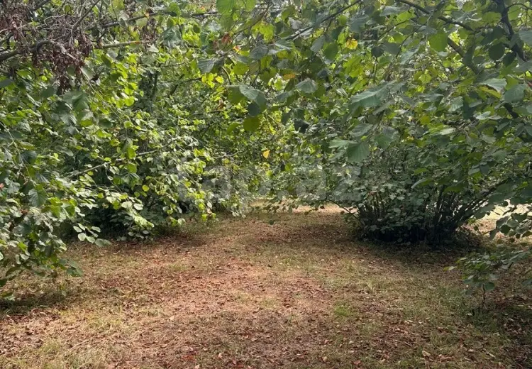 0 m² Obyekt / Ofis , Oğuz