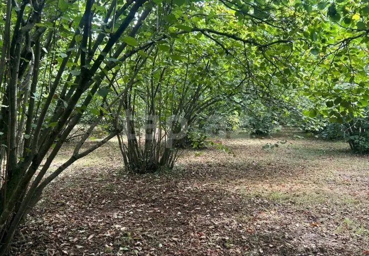 0 m² Obyekt / Ofis , Oğuz