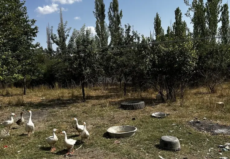 160 sot Torpaq Satılır, Şamaxı