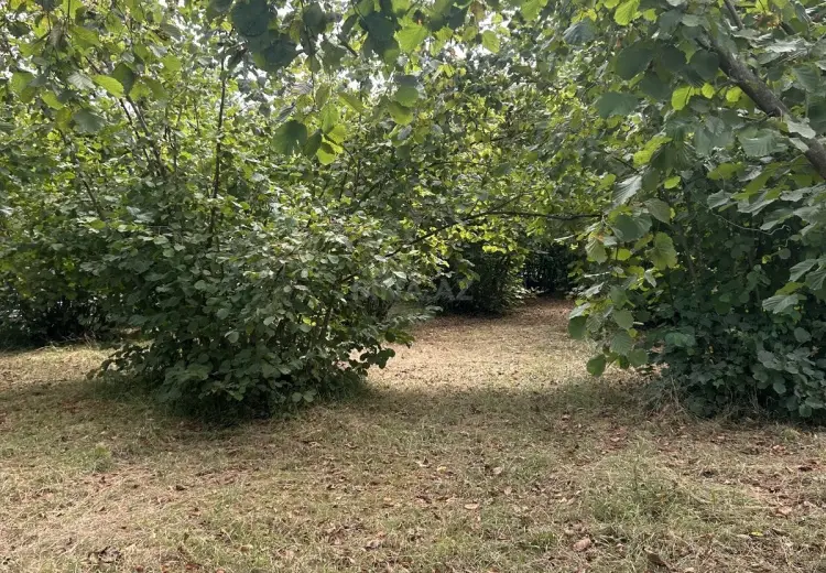 52 sot Torpaq Satılır, Oğuz