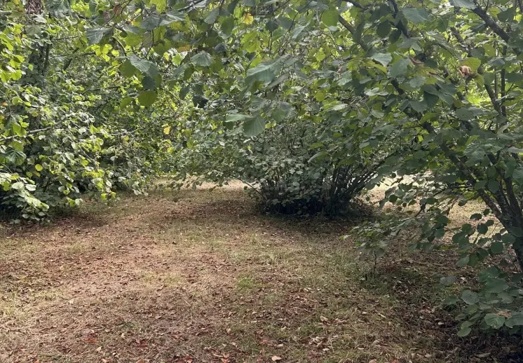 52 sot Torpaq Satılır, Oğuz