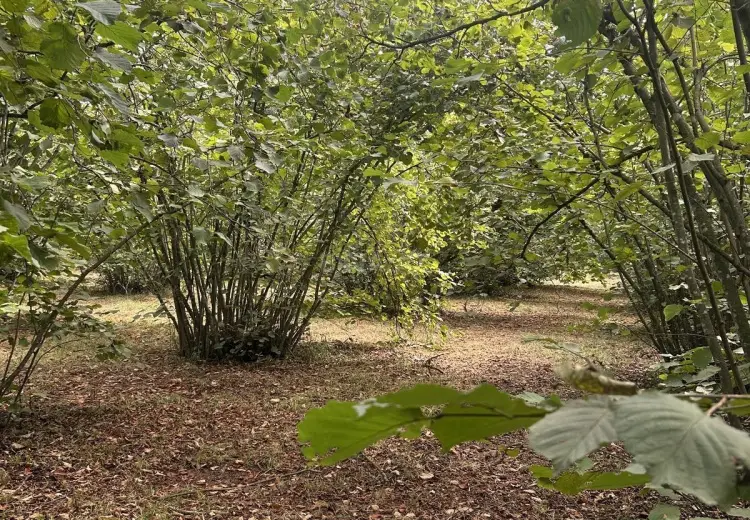 52 sot Torpaq Satılır, Oğuz