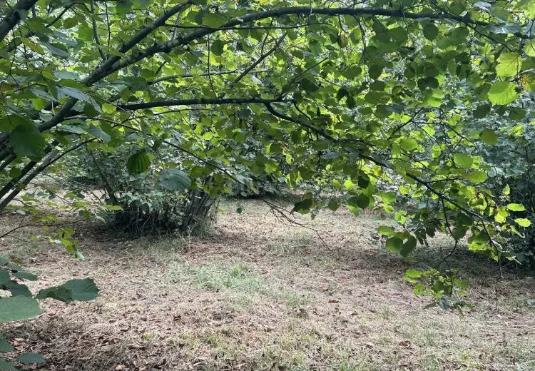 52 sot Torpaq Satılır, Oğuz