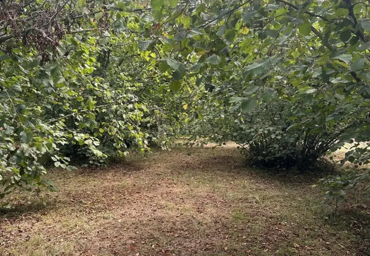 52 sot Torpaq Satılır, Oğuz