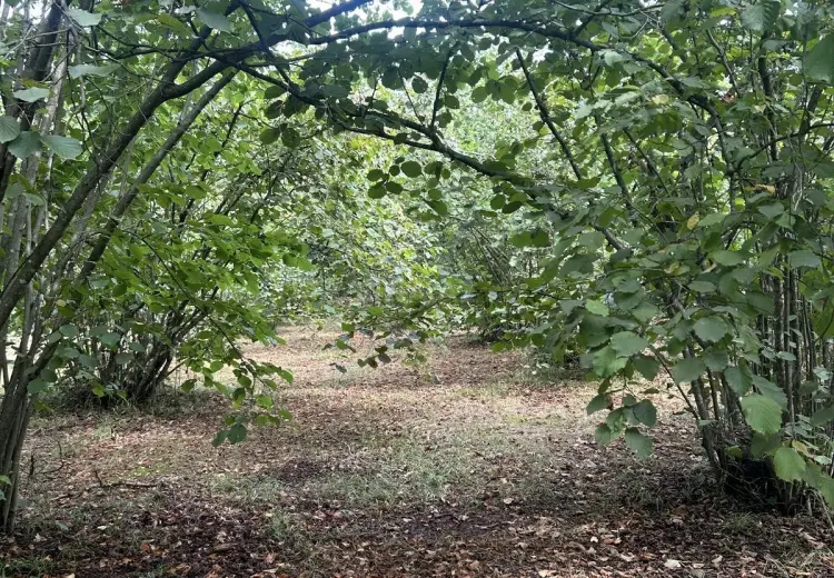 52 sot Torpaq Satılır, Oğuz