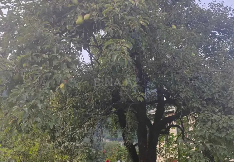 10 sot Torpaq Satılır, Lerik