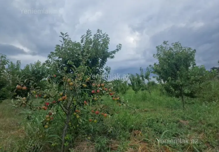244 sot Torpaq Satılır, Quba