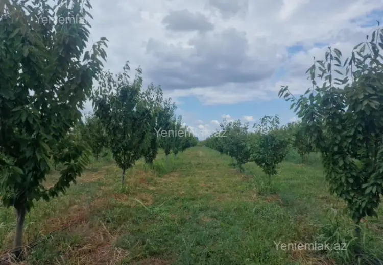 244 sot Torpaq Satılır, Quba