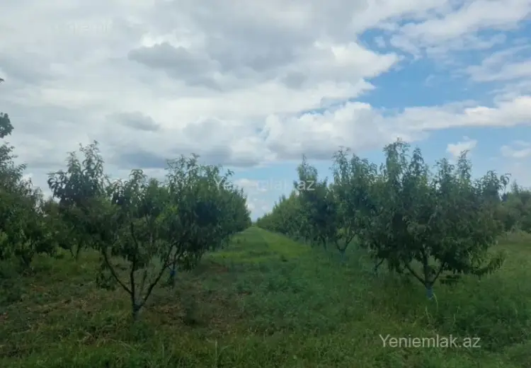 244 sot Torpaq Satılır, Quba