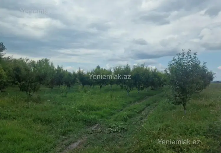 244 sot Torpaq Satılır, Quba