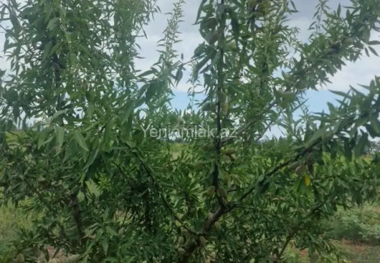 244 sot Torpaq Satılır, Quba