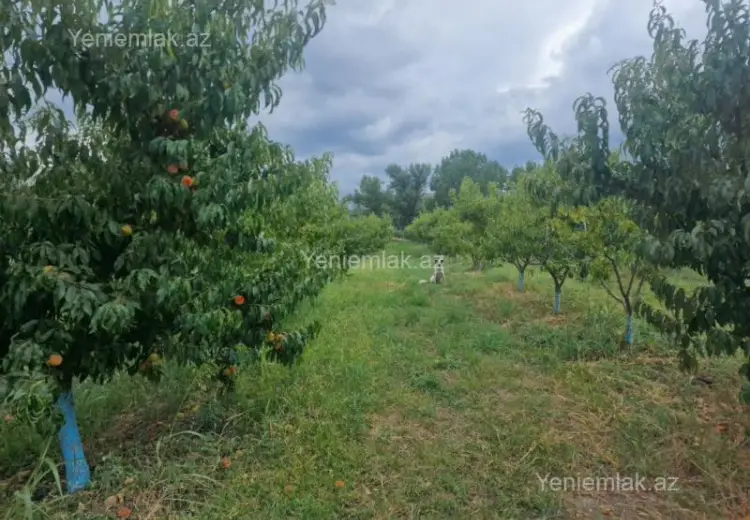 244 sot Torpaq Satılır, Quba