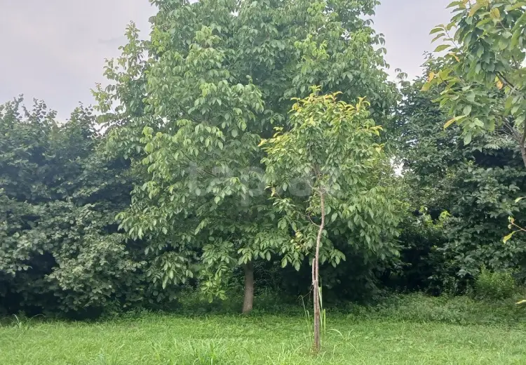 0 m² Obyekt / Ofis , Zaqatala