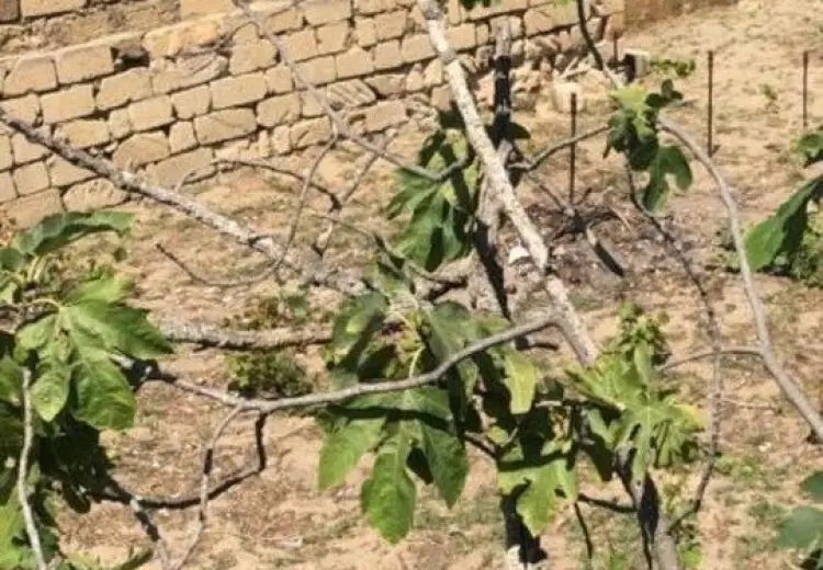6 sot Torpaq Satılır, Novxanı, Abşeron