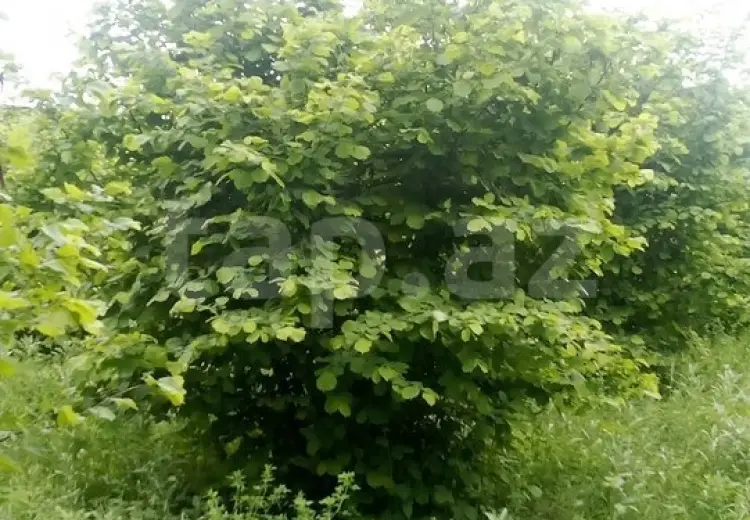 0 m² Obyekt / Ofis , Qax