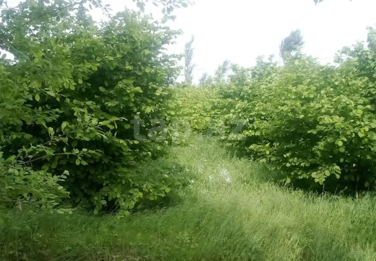 0 m² Obyekt / Ofis , Qax