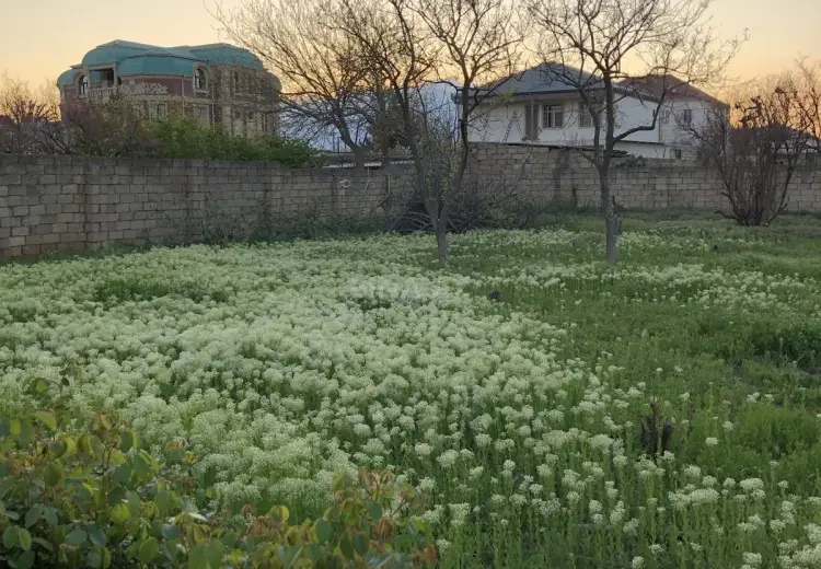 5 sot Torpaq Satılır, Saray, Abşeron