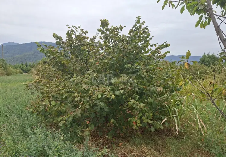 0 m² Obyekt / Ofis , Oğuz
