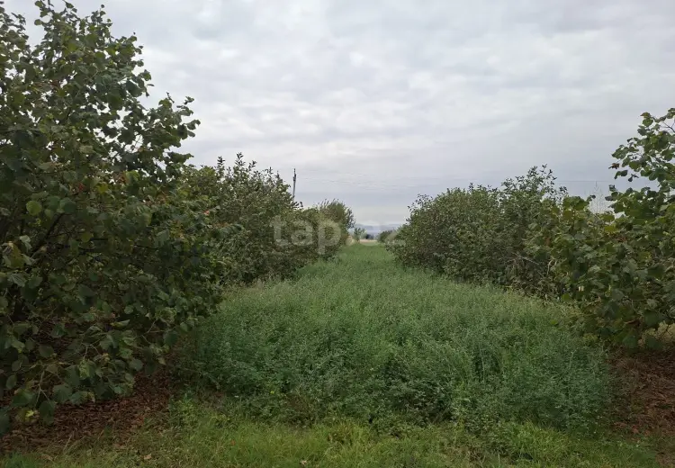 0 m² Obyekt / Ofis , Oğuz