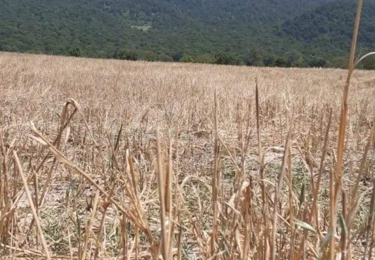 45 sot Torpaq Satılır, İsmayıllı