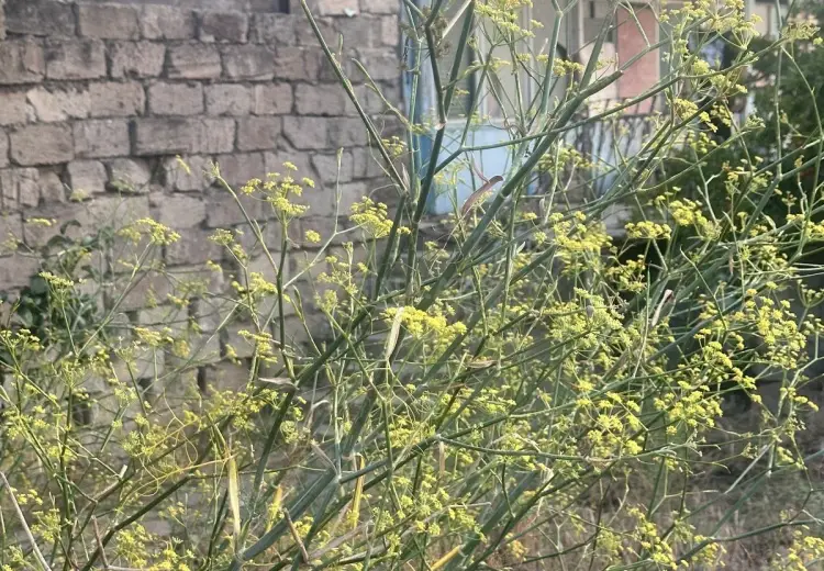 6.5 sot Torpaq Satılır, Bilgəh qəs., Sabunçu, Bakı