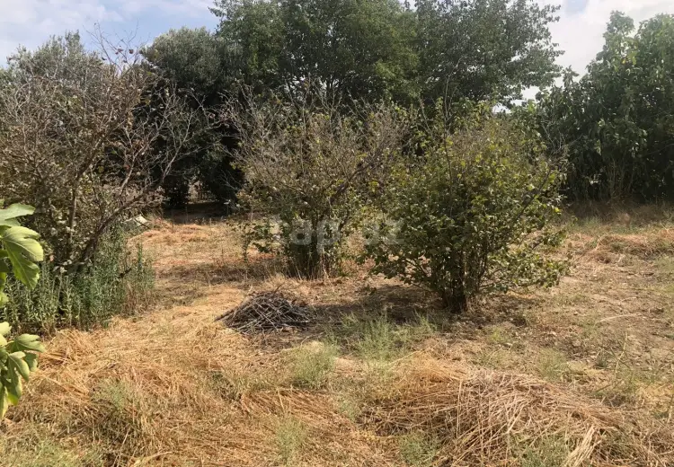 0 m² Obyekt / Ofis , Saray, Abşeron