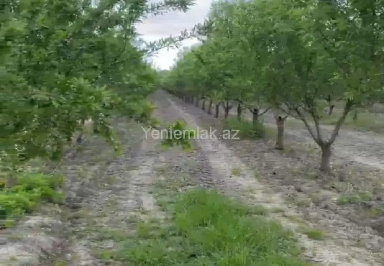 2000 sot Torpaq Satılır, Xaçmaz
