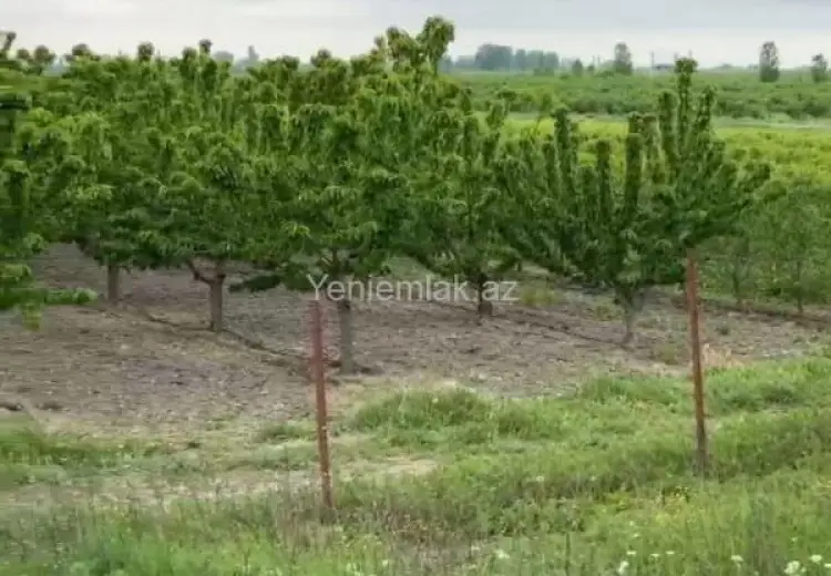 2000 sot Torpaq Satılır, Xaçmaz