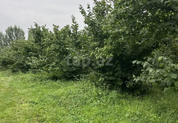 0 m² Obyekt / Ofis , Qusar