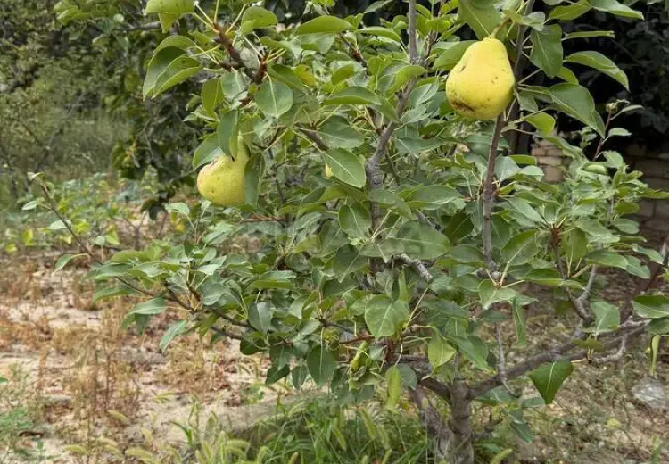 6 sot Torpaq Satılır, Goradil, Abşeron