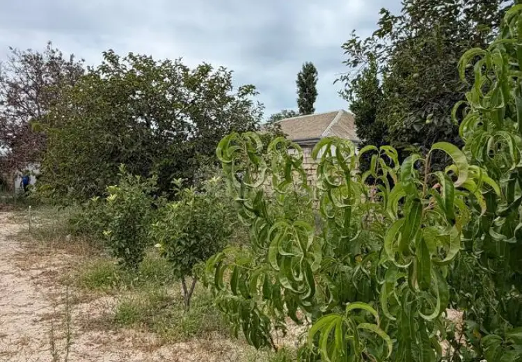 10 sot Torpaq Satılır, Goradil, Abşeron